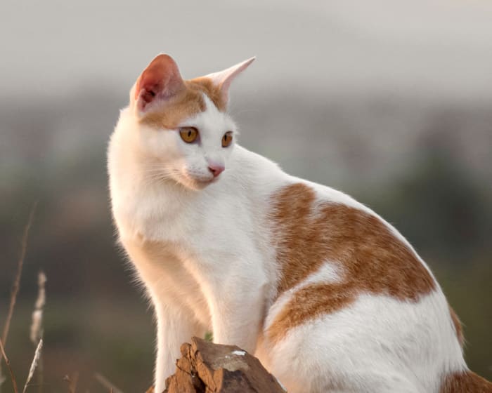 Internal medicine animal hospital